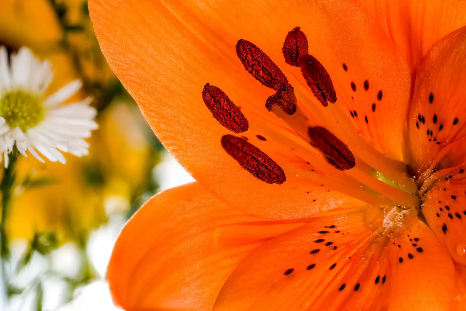 Sweet Orange (Citrus Sinensis) — commonly enjoyed for their sweet and tangy fruit; glossy leaves and the appealing contrast of their fragrant white blossoms