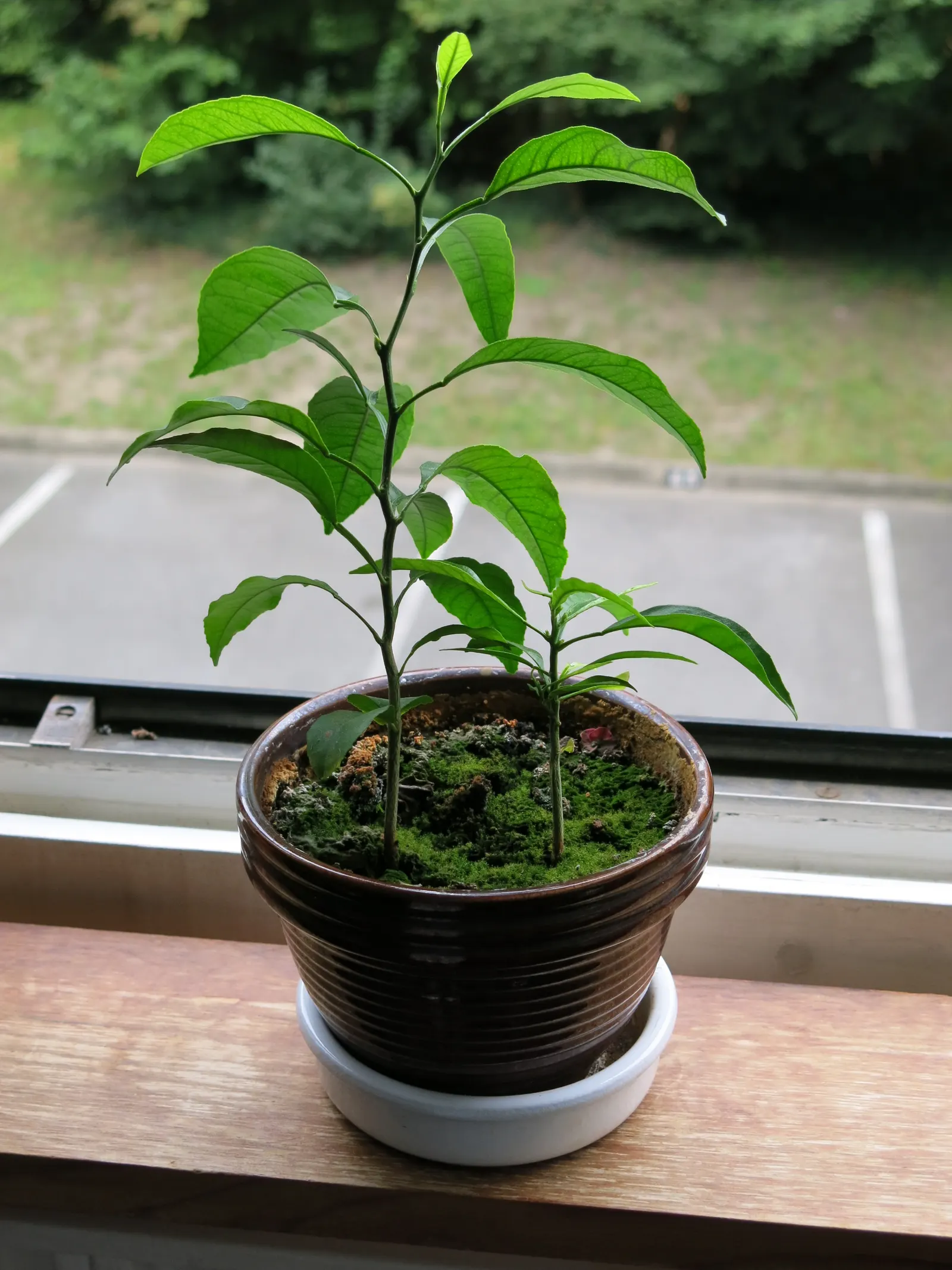 Sweet Orange (Citrus Sinensis) — It is essential for gardeners to monitor for common citrus pests such as aphids; dual-purpose addition to their, image 141