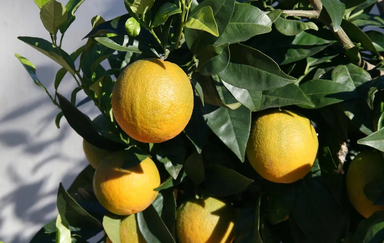 Sweet Orange (Citrus Sinensis) — and the Asian citrus psyllid