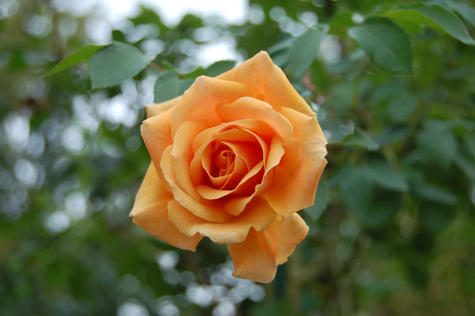 Sweet Orange (Citrus Sinensis) — tree for full or half; dual-purpose addition to their environment, image 84