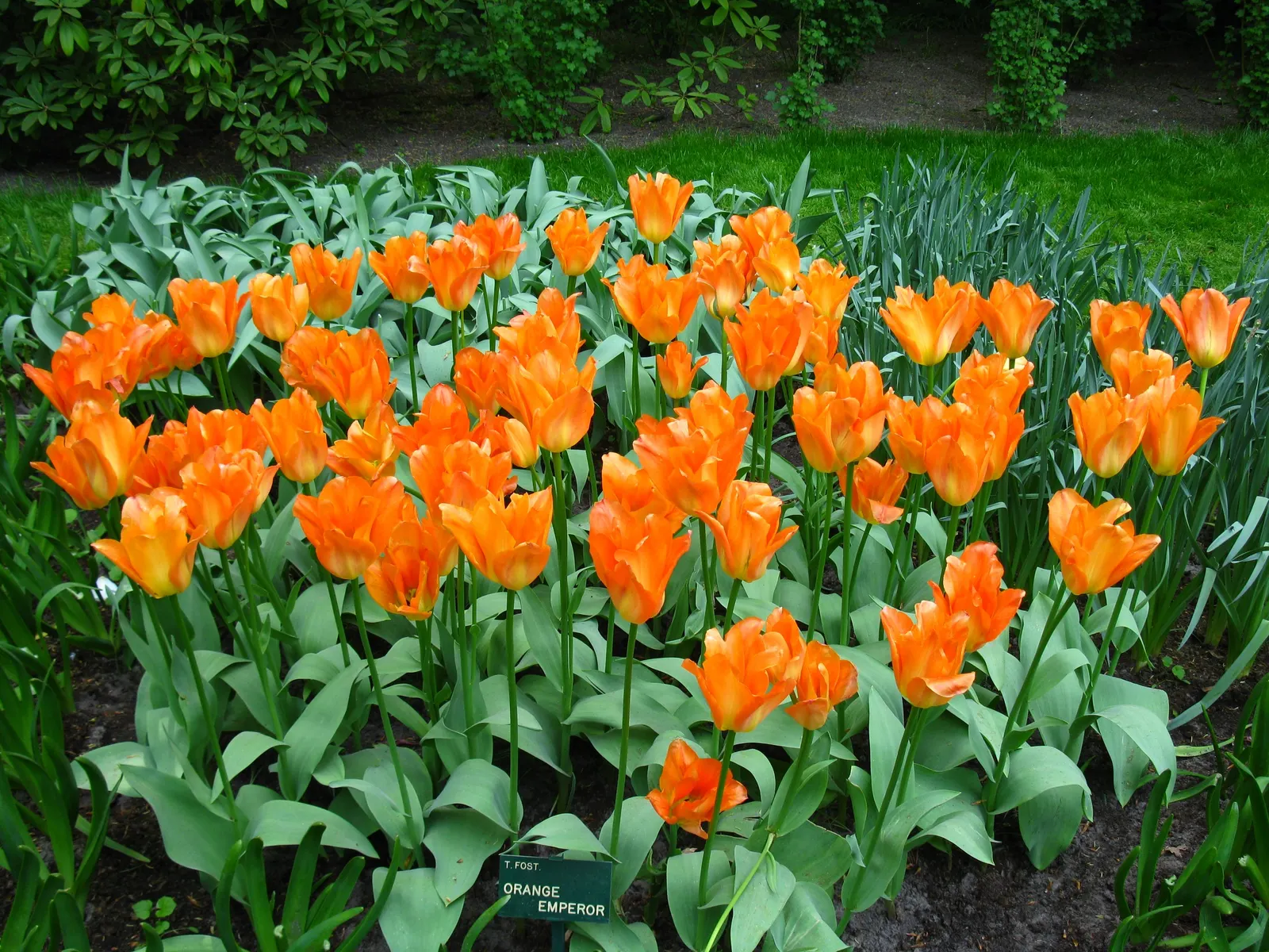 Sweet Orange (Citrus Sinensis) — are also a beautiful addition to any landscape design; dual-purpose addition to their environment, image 51