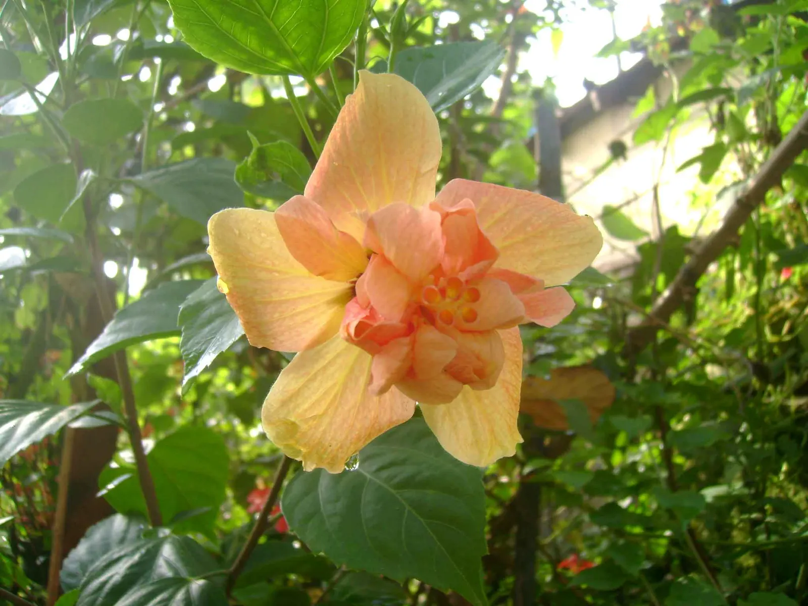 Sweet Orange (Citrus Sinensis) — Mature trees can reach 20-30 feet in height with a spread of 15-20 feet