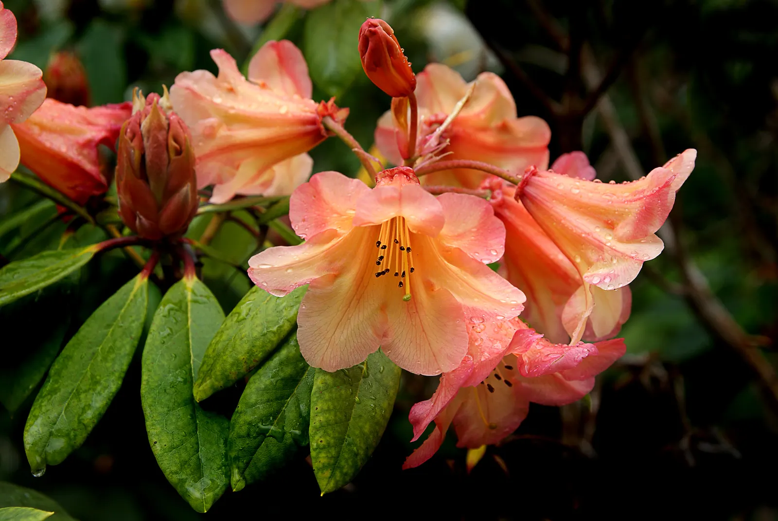 Sweet Orange (Citrus Sinensis) — is prized for its fragrant; glossy leaves and the appealing contrast of their fragrant white blossoms against the, image 44