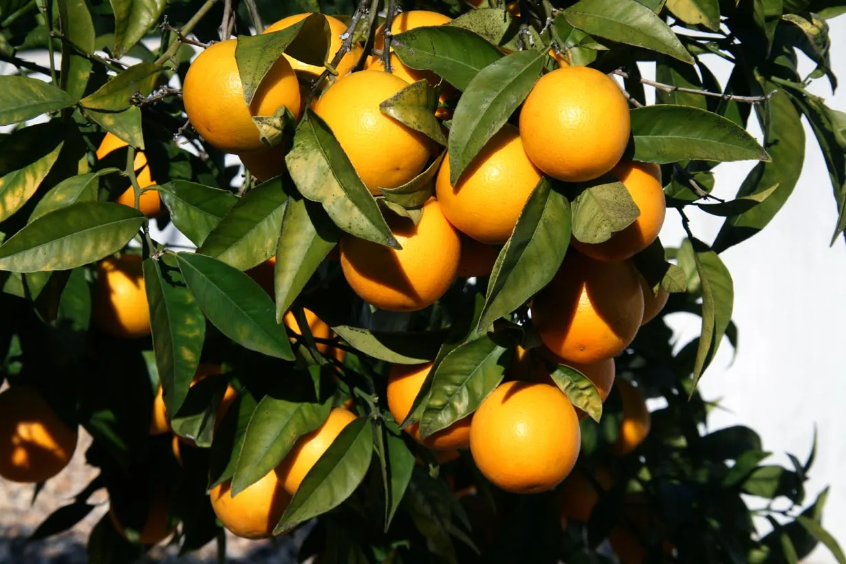 Sweet Orange (Citrus Sinensis) — It is essential for gardeners to monitor for common citrus pests such as aphids; dual-purpose addition to their, image 162