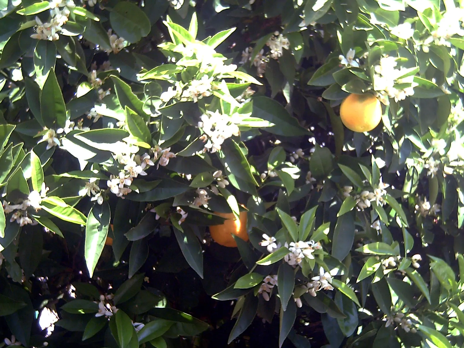 Sweet Orange (Citrus Sinensis) — commonly enjoyed for their sweet and tangy fruit; glossy leaves and the appealing contrast of their fragrant white, image 155