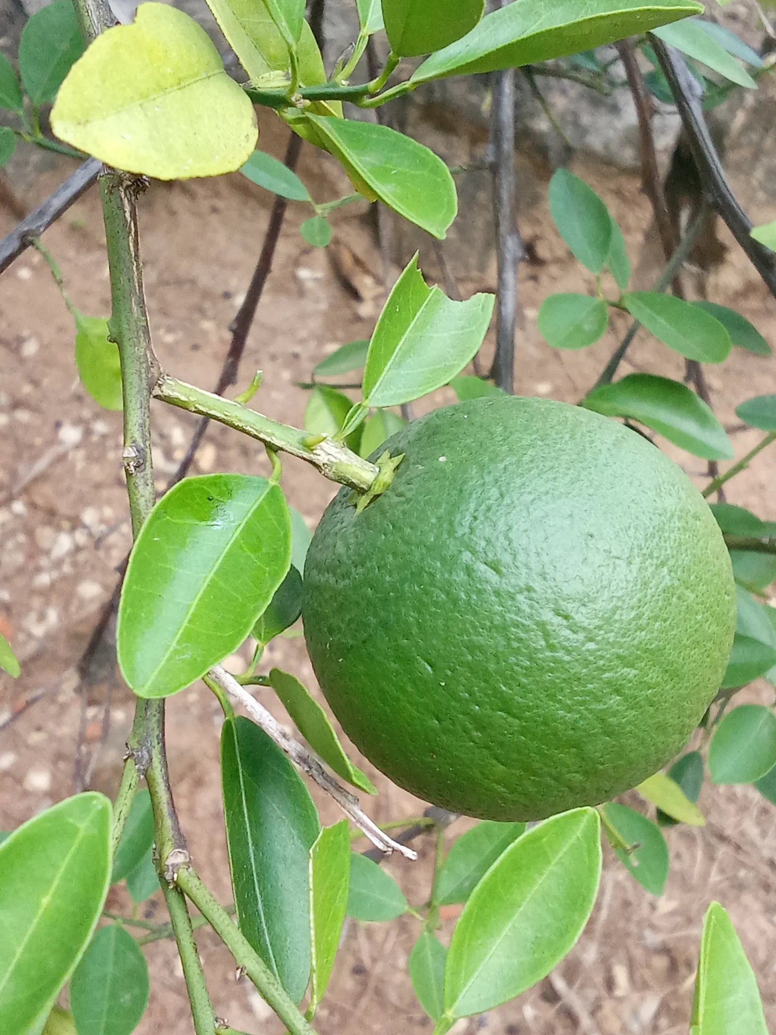 Sweet Orange (Citrus Sinensis) — The trees are hardy in USDA zones 9 through 11 and require consistent watering to establish deep root systems, image 54