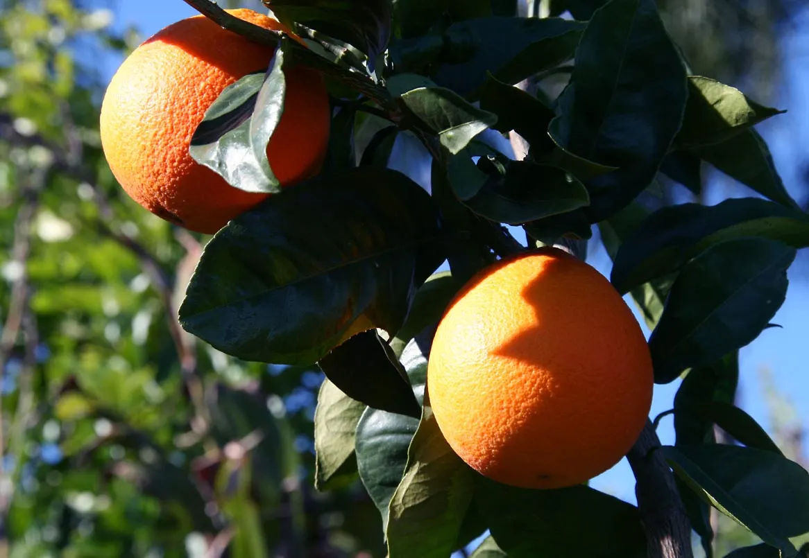 Sweet Orange (Citrus Sinensis) — These evergreen trees add a splash of vibrant color with their lush; mature trees can reach 20-30 feet in height with a spread