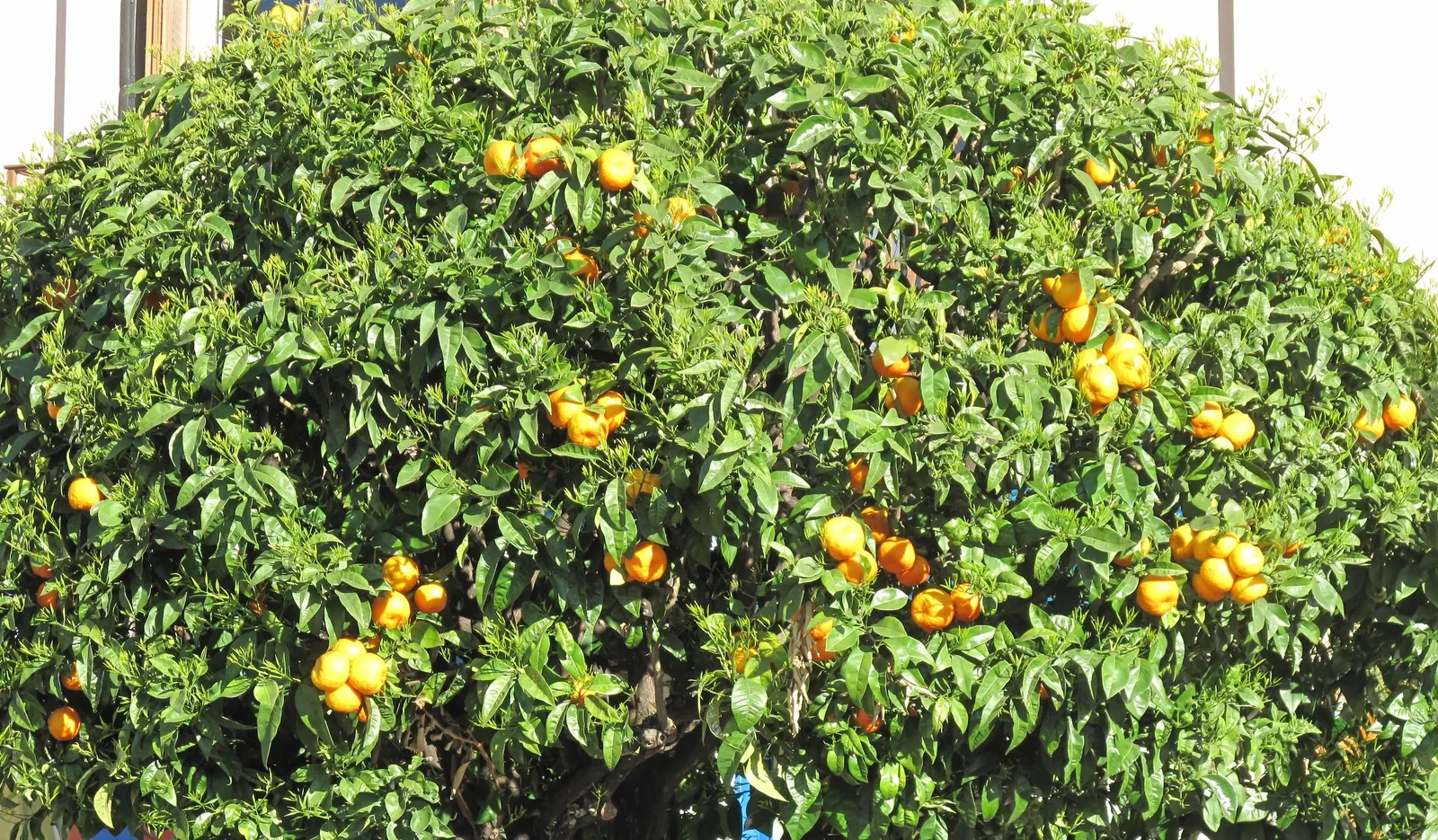 Sweet Orange (Citrus Sinensis) — tree with white blooms; glossy leaves and the appealing contrast of their fragrant white blossoms against the dark, image 62