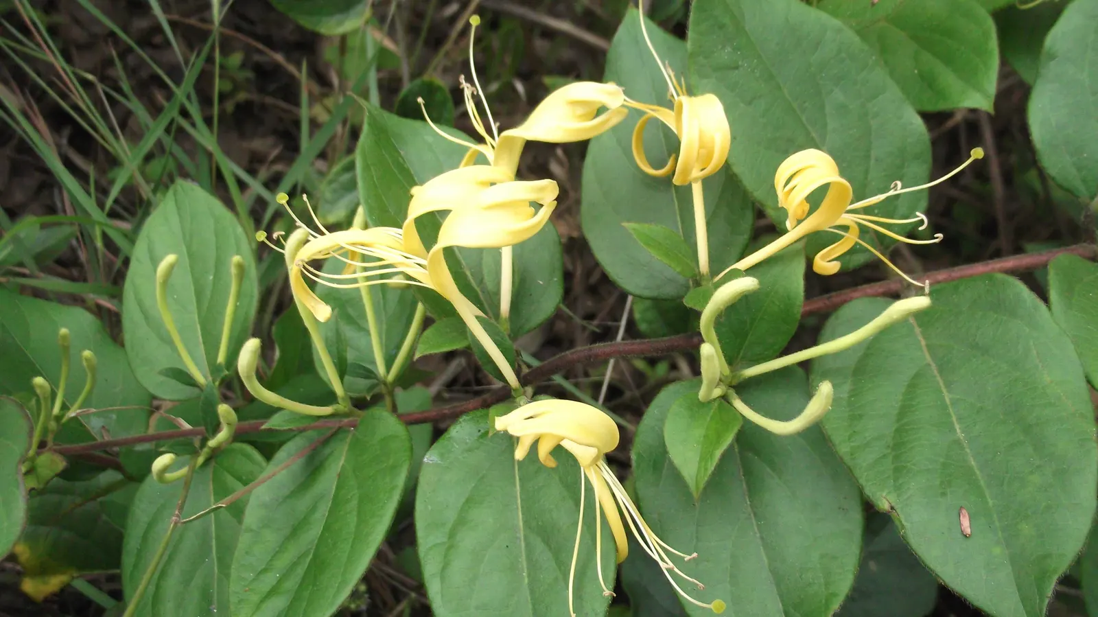 Giant Burmese Honeysuckle (Lonicera Hildebrandiana) — Prefers partial shade and well-drained soil