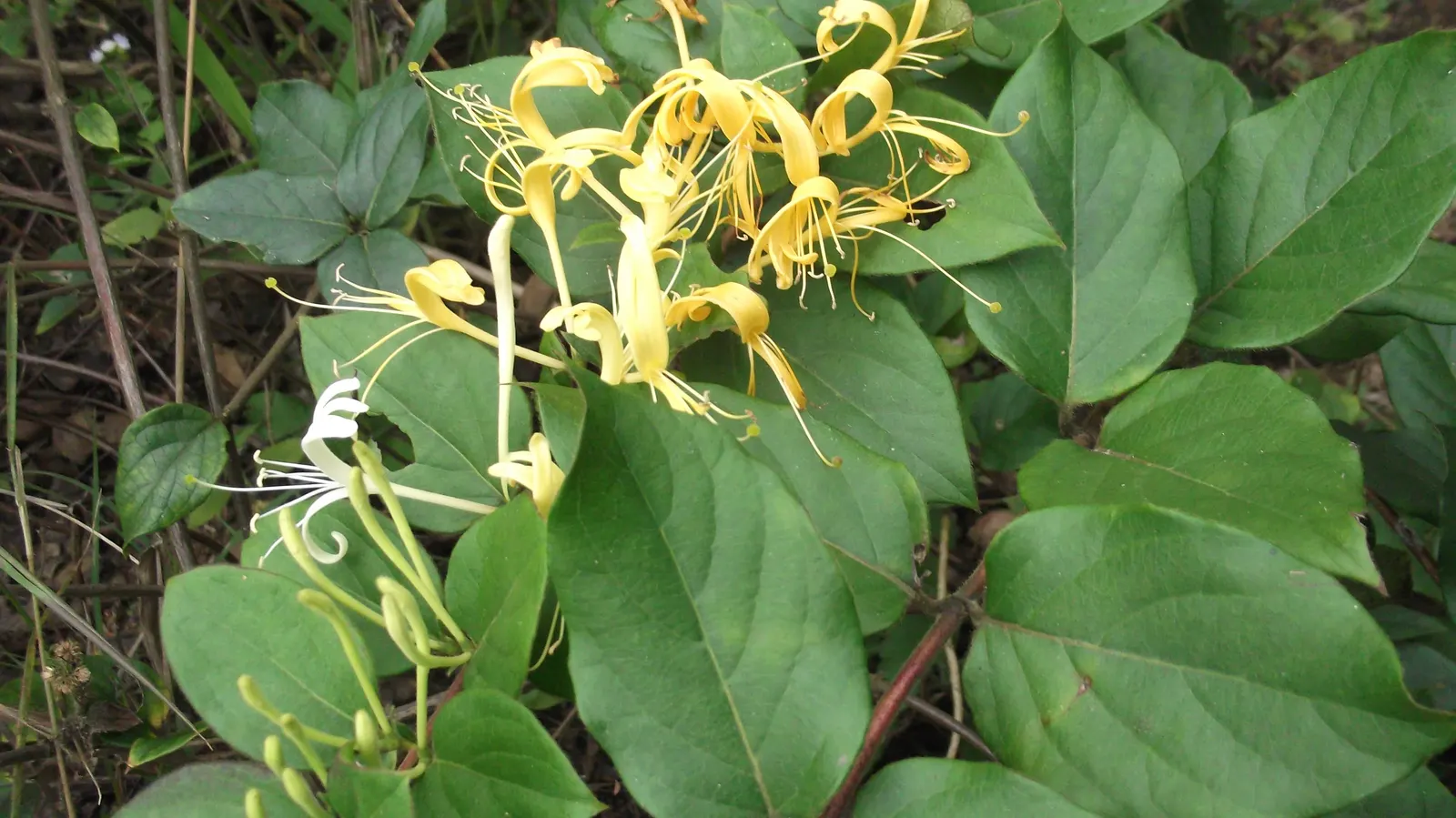 Giant Burmese Honeysuckle (Lonicera Hildebrandiana) — is a captivating specimen that promises to be a focal point in any landscape design