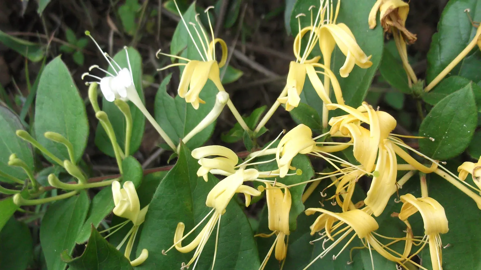 Giant Burmese Honeysuckle (Lonicera Hildebrandiana) — this honeysuckle contrasts beautifully against lighter foliage