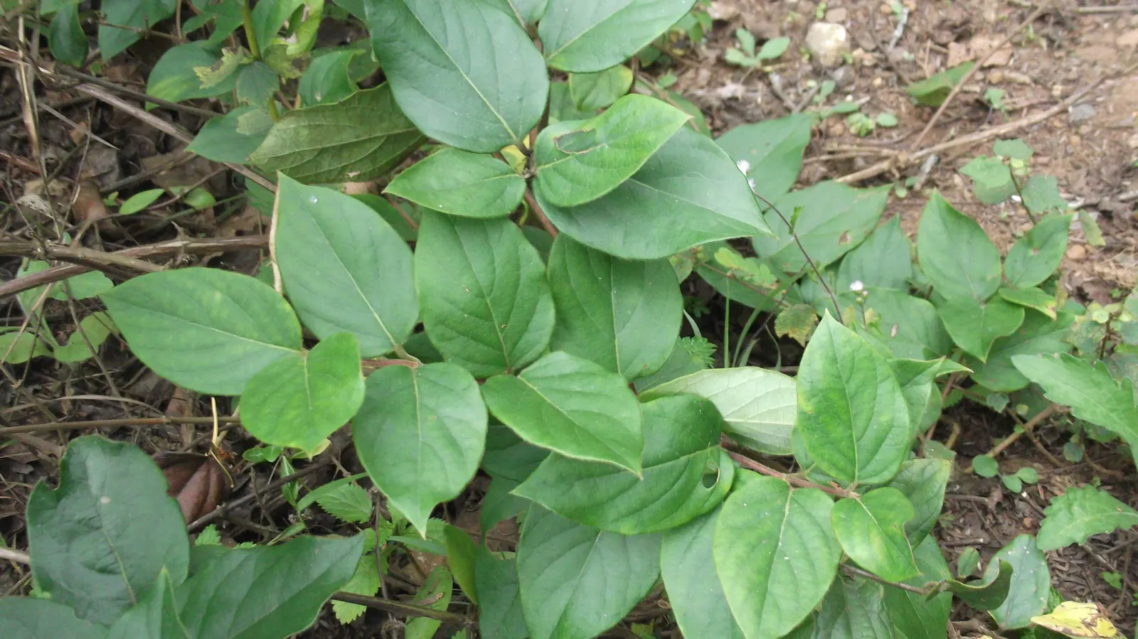 Giant Burmese Honeysuckle (Lonicera Hildebrandiana) — more commonly known as the Giant Burmese Honeysuckle