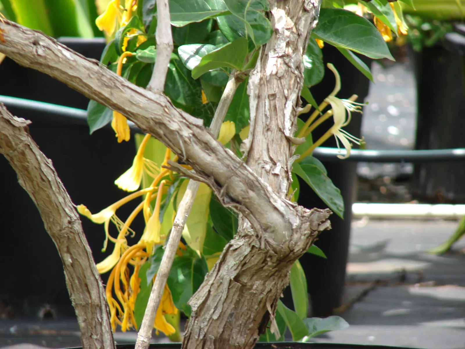 Giant Burmese Honeysuckle (Lonicera Hildebrandiana) — this species can tolerate a minimum temperature of around 40&deg;F