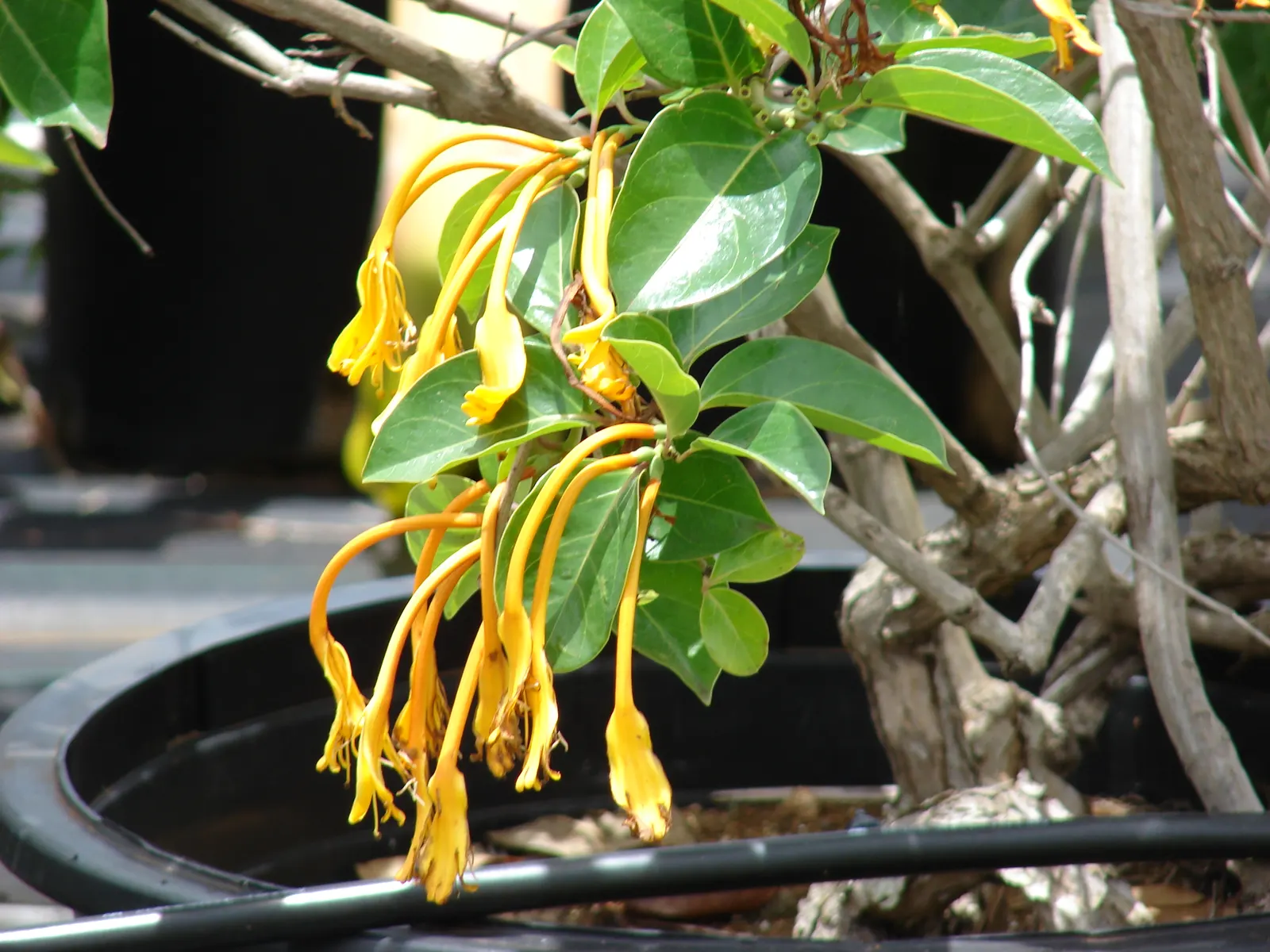 Giant Burmese Honeysuckle (Lonicera Hildebrandiana) — attracting pollinators and human admirers alike.<br><br>Flowering occurs from mid-spring to late summer