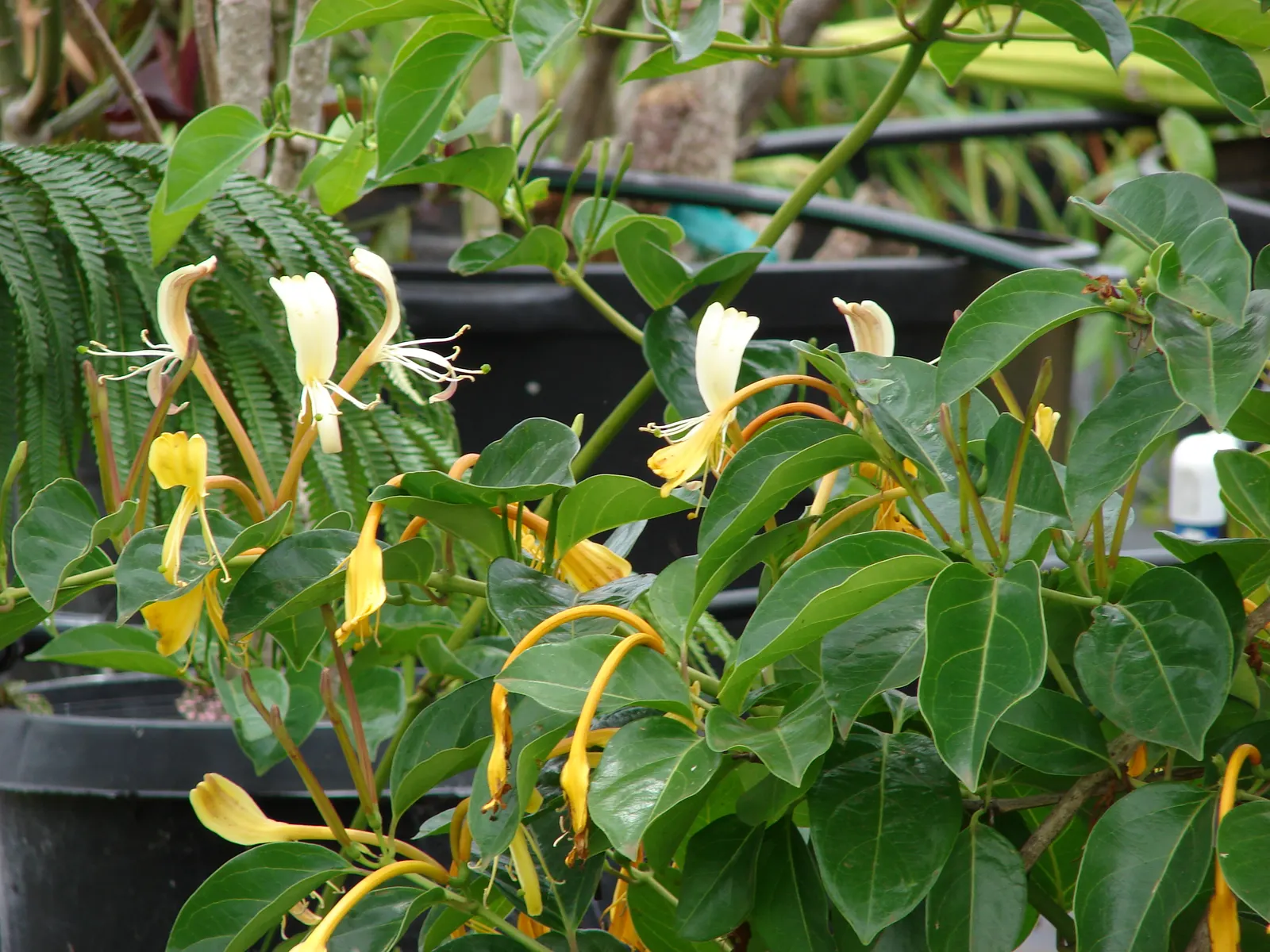 Giant Burmese Honeysuckle (Lonicera Hildebrandiana) — Ample watering during dry spells will ensure a healthy and thriving vine