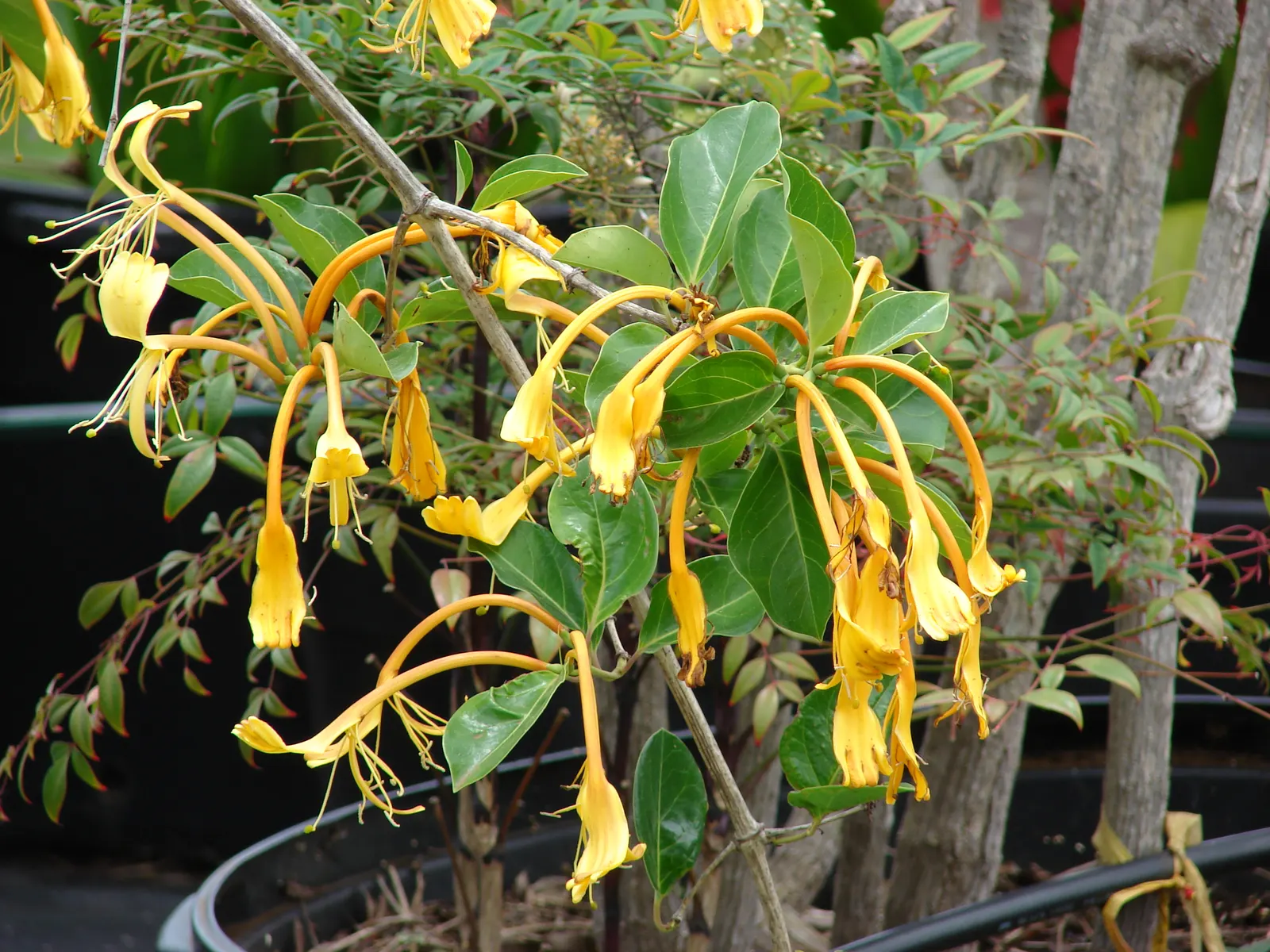 Giant Burmese Honeysuckle (Lonicera Hildebrandiana) — Thriving in USDA zones 8-10, it can reach upwards of 30 feet