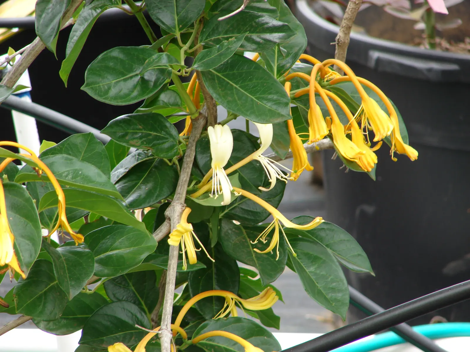 Giant Burmese Honeysuckle (Lonicera Hildebrandiana) — the Giant Burmese Honeysuckle prefers a position in full sun to partial shade and requires fertile