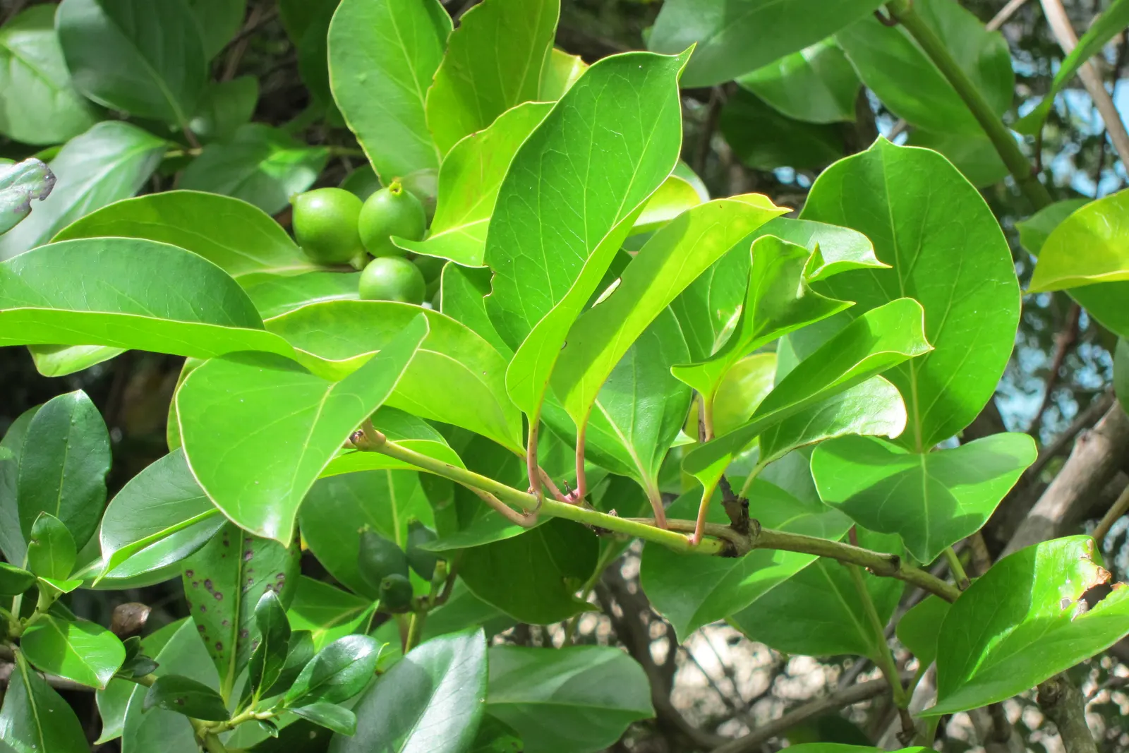 Giant Burmese Honeysuckle (Lonicera Hildebrandiana) — The Giant Burmese Honeysuckle, or Lonicera hildebrandiana, is a robust climber