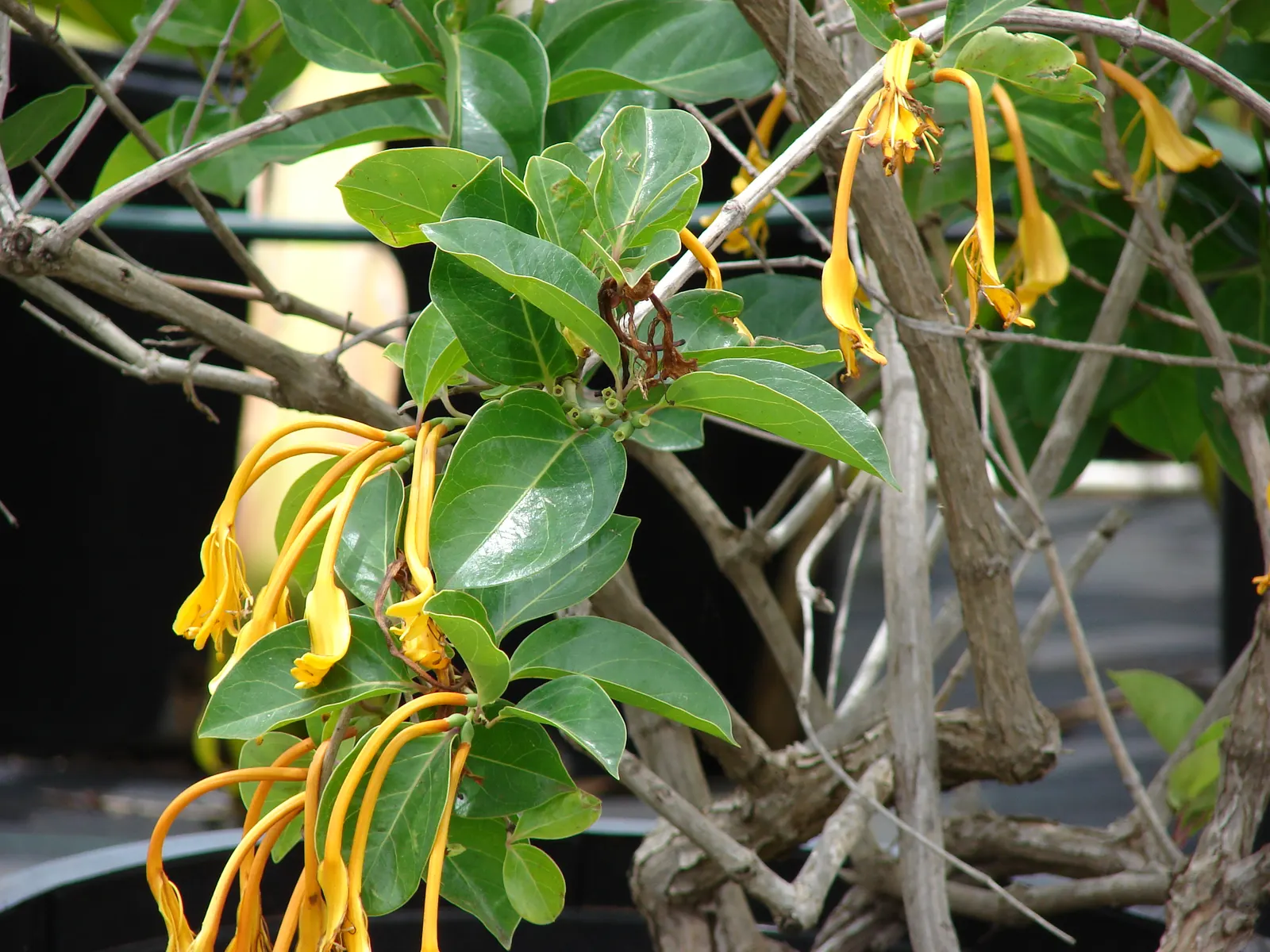 Giant Burmese Honeysuckle (Lonicera Hildebrandiana) — However, the true show-stoppers are its flowers, which can grow up to an impressive 6 inches long