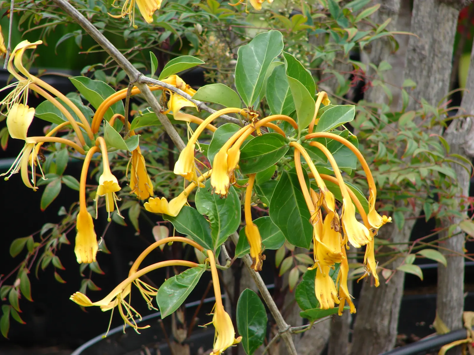 Giant Burmese Honeysuckle (Lonicera Hildebrandiana) — It boasts fragrant, cream-white blossoms up to 6 inches long, transitioning to yellow-orange with age