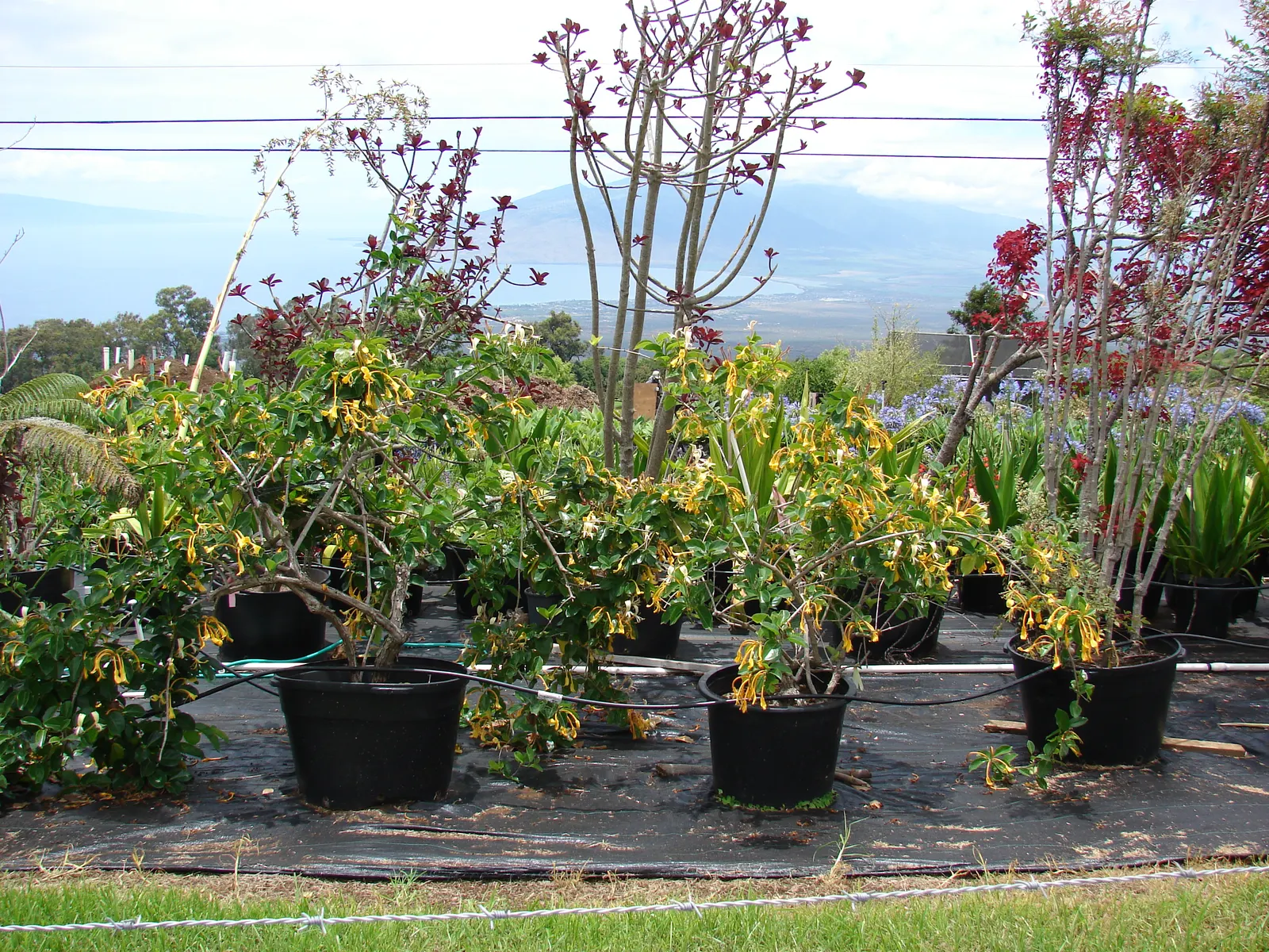 Giant Burmese Honeysuckle (Lonicera Hildebrandiana) — providing a long-lasting display ideal for trellises or arbors in a temperate