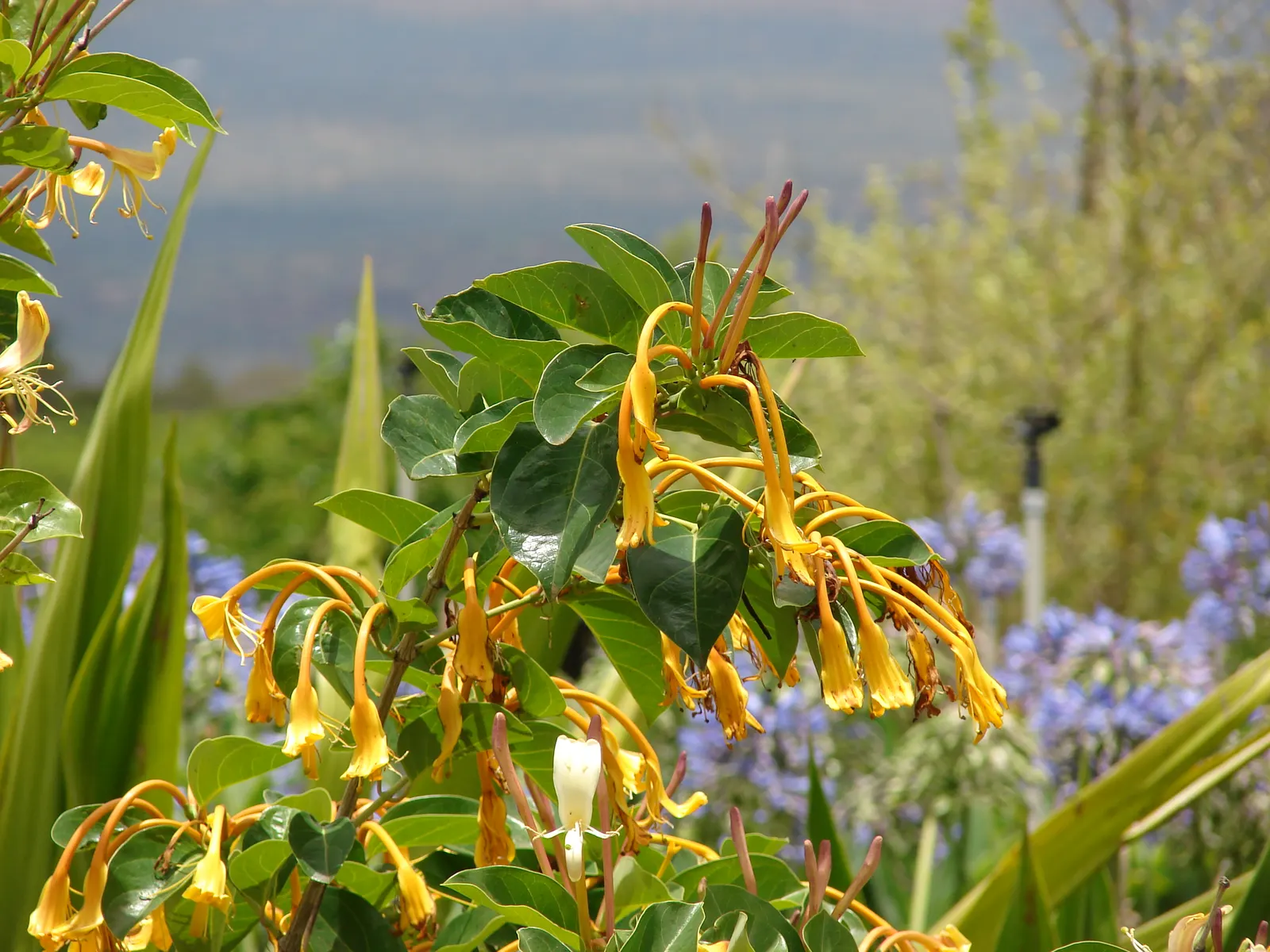 Giant Burmese Honeysuckle (Lonicera Hildebrandiana) — This robust climber is native to the forests of Southeast Asia