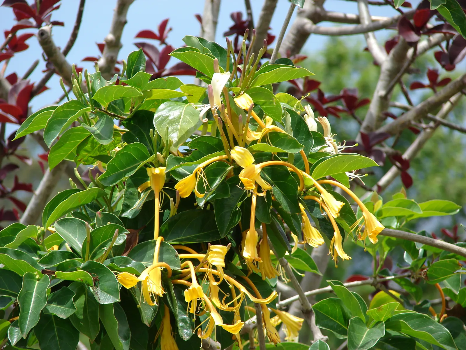 Giant Burmese Honeysuckle (Lonicera Hildebrandiana) — These trumpet-shaped blooms display a creamy-white color that fades to a charming yellow hue