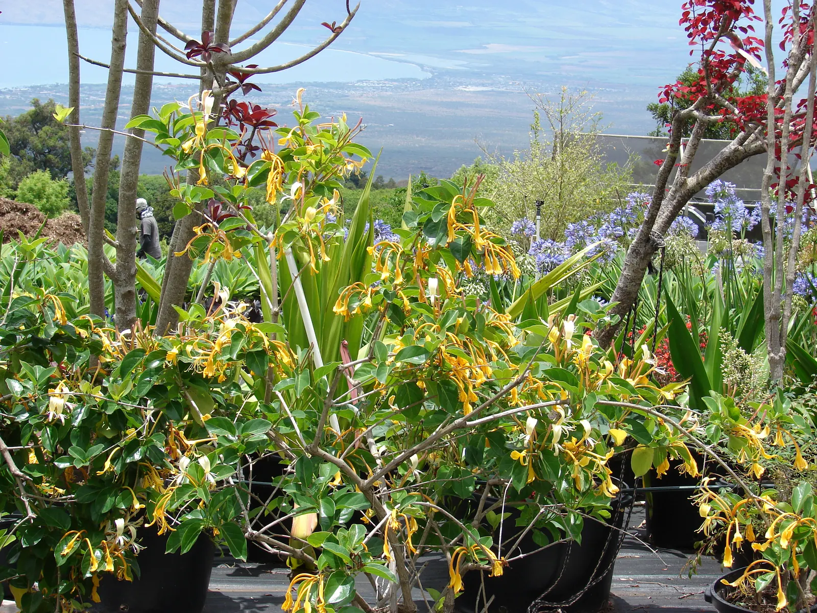 Giant Burmese Honeysuckle (Lonicera Hildebrandiana) — Blooms from late spring to fall