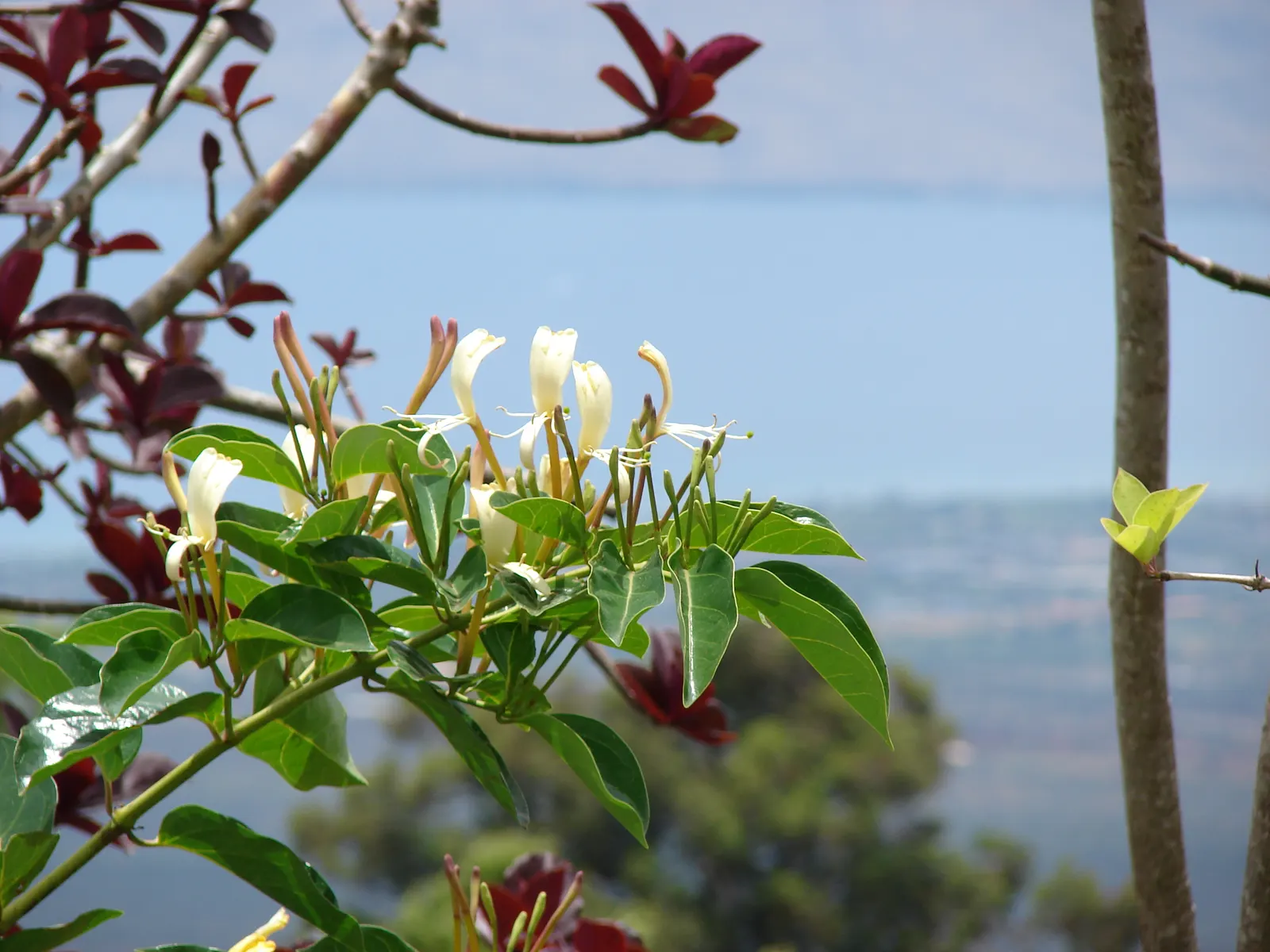 Giant Burmese Honeysuckle (Lonicera Hildebrandiana) — offering a prolonged period of interest