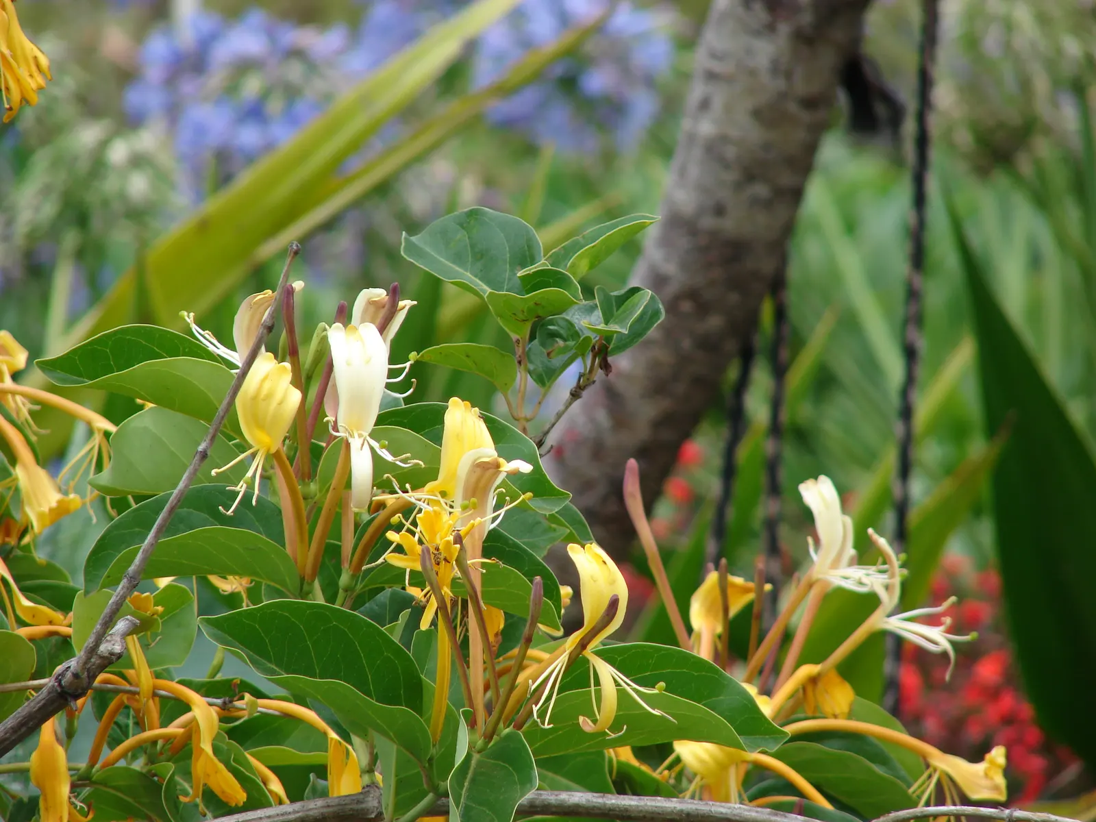 Giant Burmese Honeysuckle (Lonicera Hildebrandiana) — making it suitable for USDA zones 9 to 11