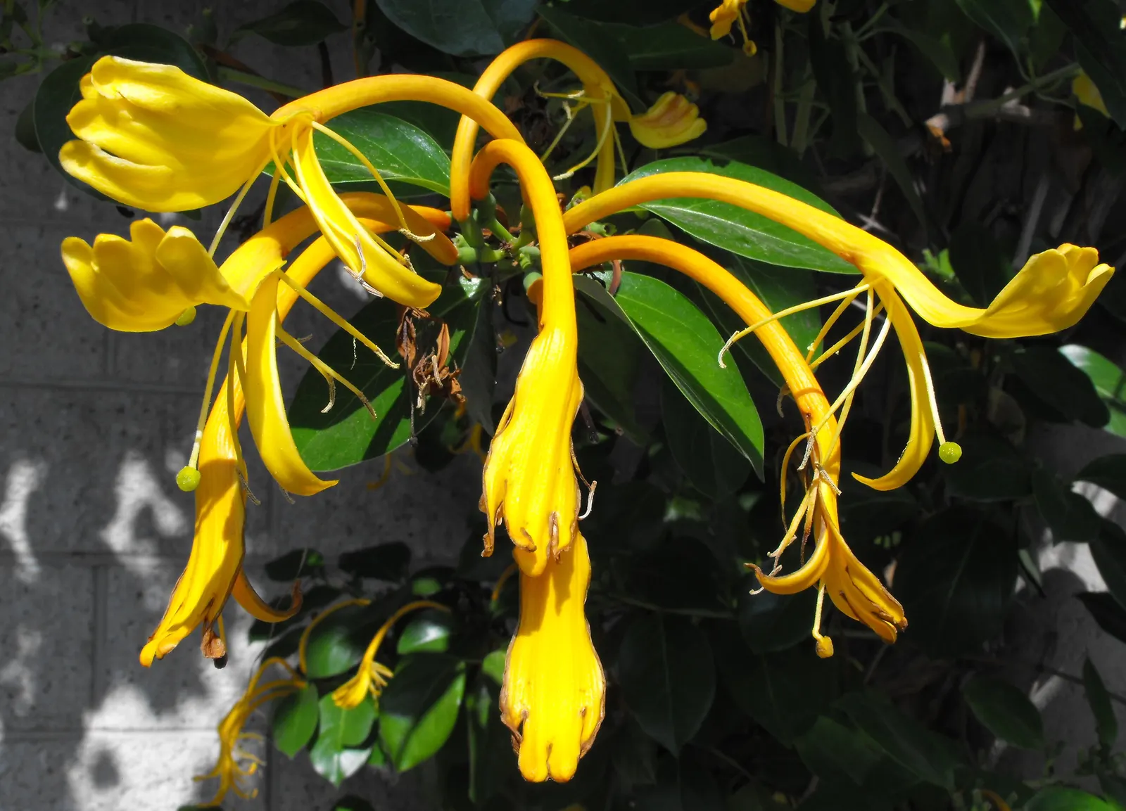 Giant Burmese Honeysuckle (Lonicera Hildebrandiana) — Regular pruning may be necessary to maintain the desired shape and to promote vigorous flowering