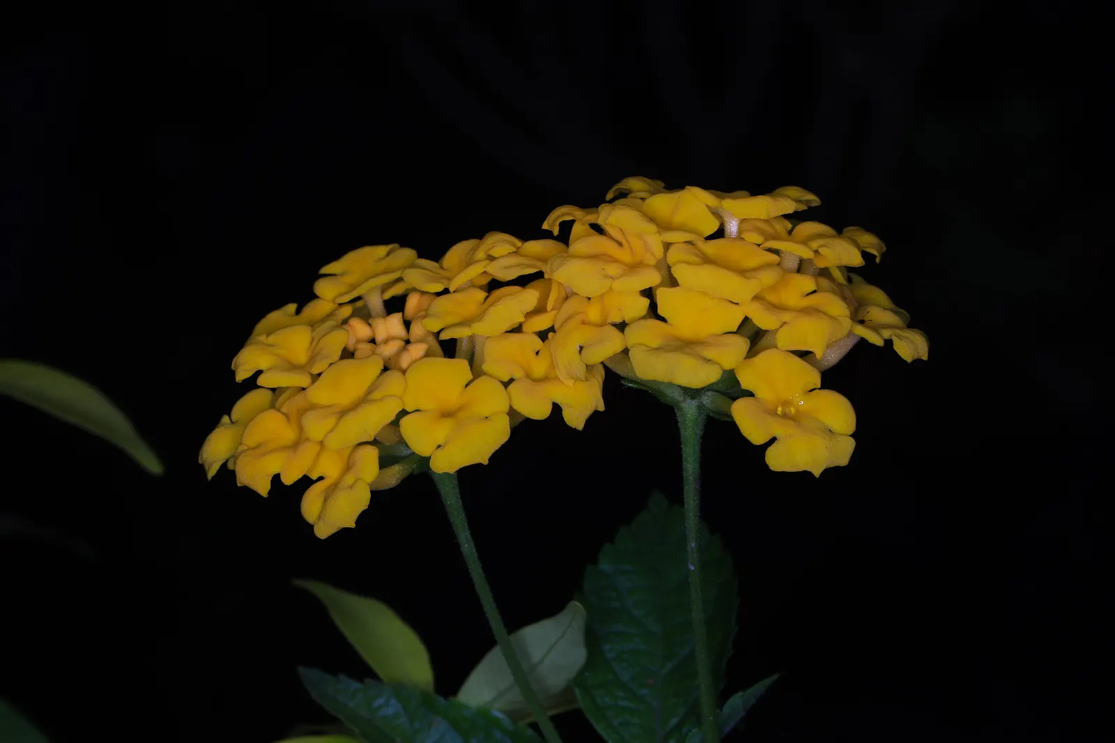 Yellow Lantana (Lantana 'Yellow') — Regular pruning will help control its size and promote a continuous flush of flowers
