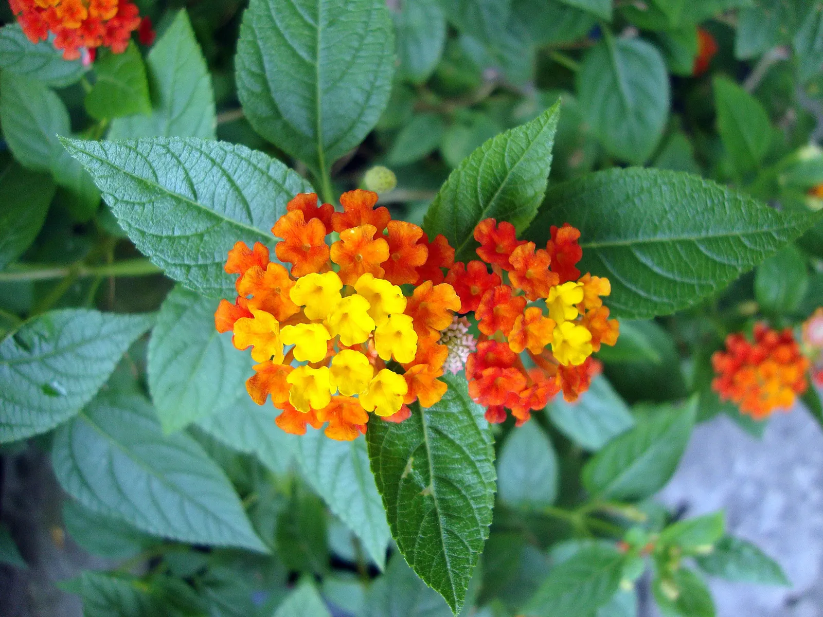 Yellow Lantana (Lantana 'Yellow') — with a recommended spacing of 18 inches for dense coverage