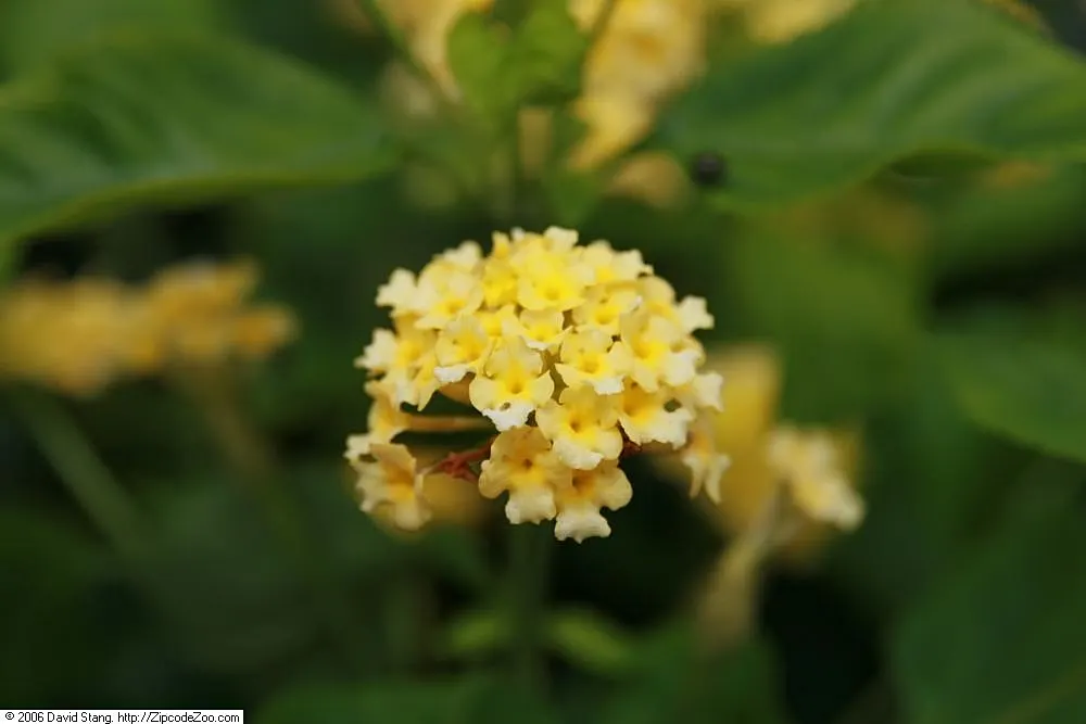 Yellow Lantana (Lantana 'Yellow') — yellow flowers in the garden