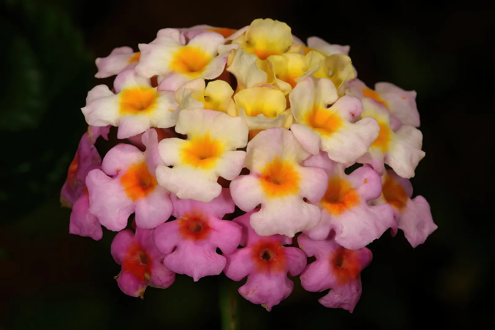 Yellow Lantana (Lantana 'Yellow') — Yellow Lantana attracts a bevy of pollinators