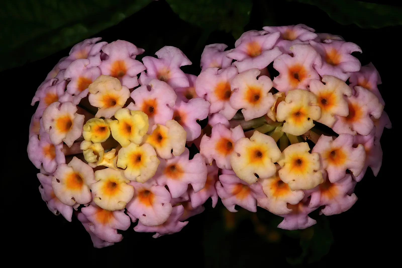 Yellow Lantana (Lantana 'Yellow') — Yellow Lantana fills spaces beautifully