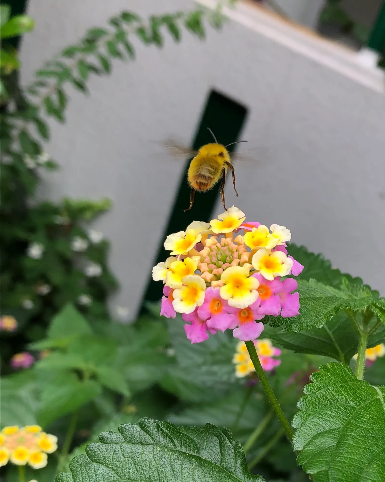 Yellow Lantana (Lantana 'Yellow') — adding to the dynamism and ecological value of your landscape design