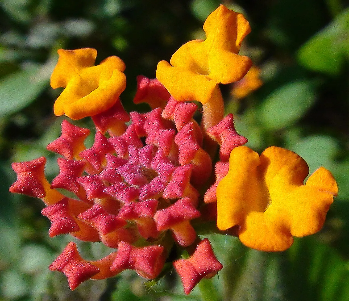 Yellow Lantana (Lantana 'Yellow') — this hardy species is tolerant of a variety of soil conditions