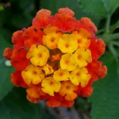 Yellow Lantana (Lantana 'Yellow') — or used to edge walkways.<br><br>The vibrant foliage is dense and rounded