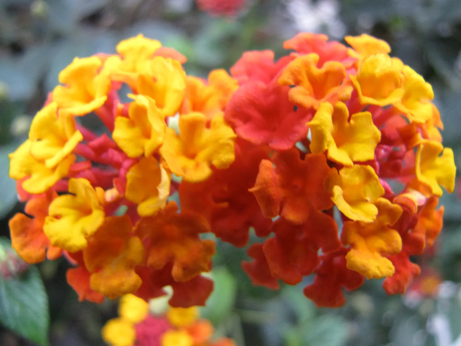 Yellow Lantana (Lantana 'Yellow') — Lantana 'Yellow' is a vibrant, evergreen shrub that flourishes in sunny areas