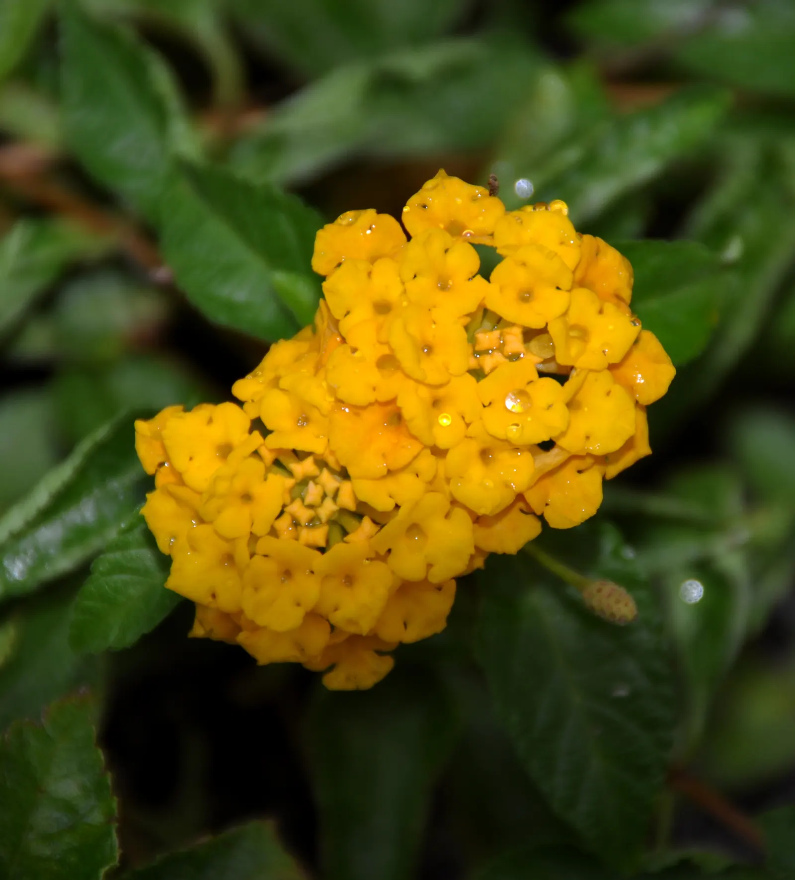 Yellow Lantana (Lantana 'Yellow') — This hardy plant spans 3 to 6 feet in width and height; grown widely for its ease of care and generous color