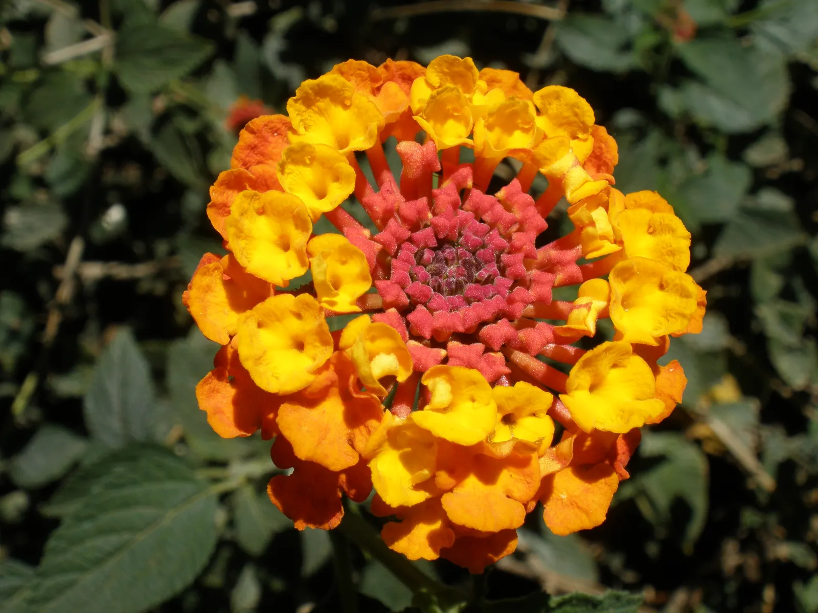 Yellow Lantana (Lantana 'Yellow') — dark green leaves that can reach lengths of 2 to 3 inches