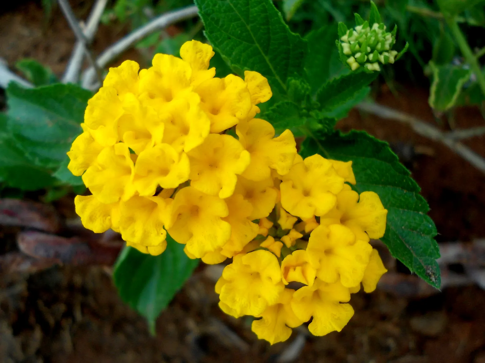 Yellow Lantana (Lantana 'Yellow') — is a vibrant and robust perennial shrub that can bring a burst of sunny yellow to any landscape