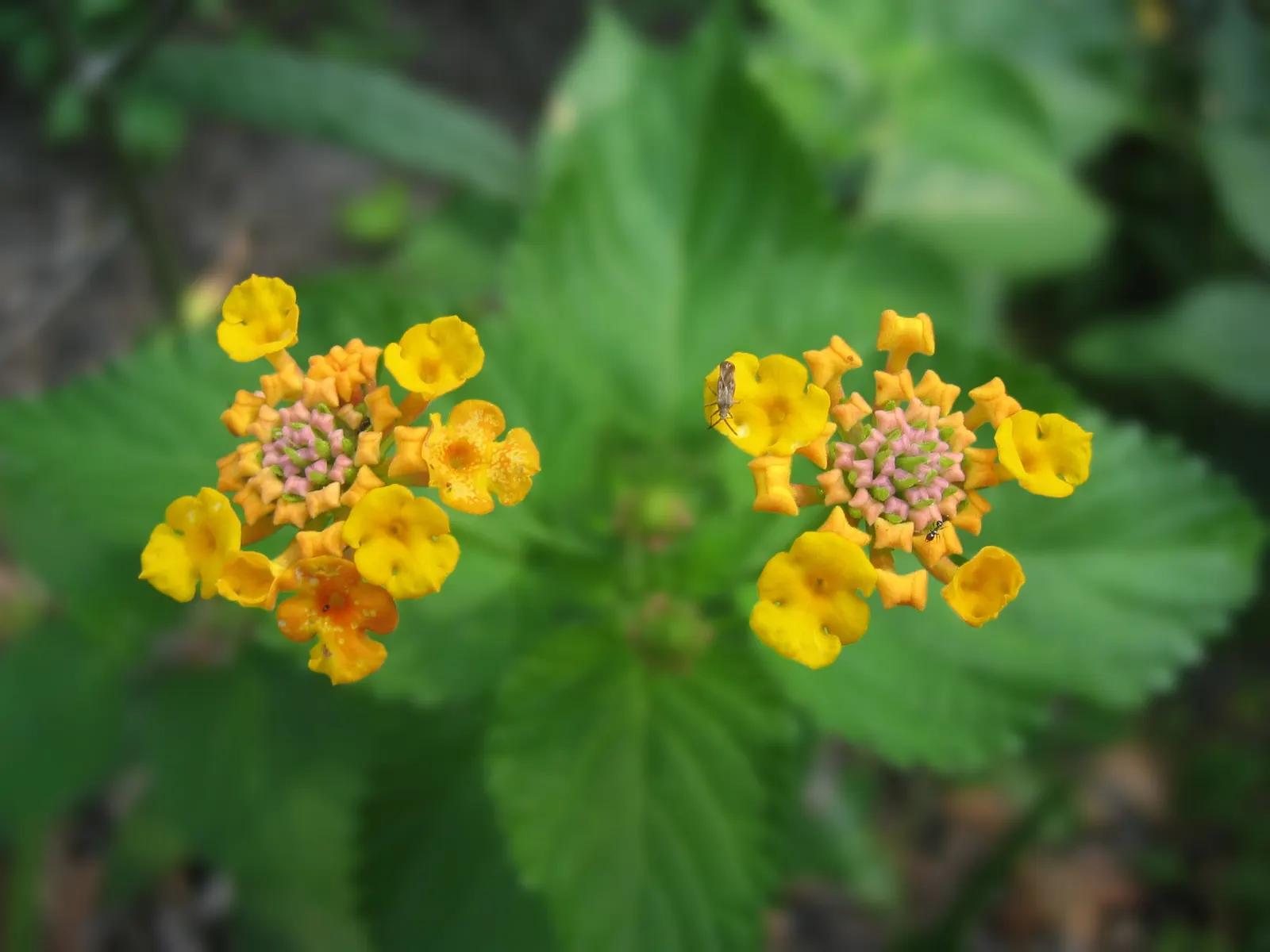 Yellow Lantana (Lantana 'Yellow') — With a mature height of 2 to 4 feet and a spread of 3 to 5 feet