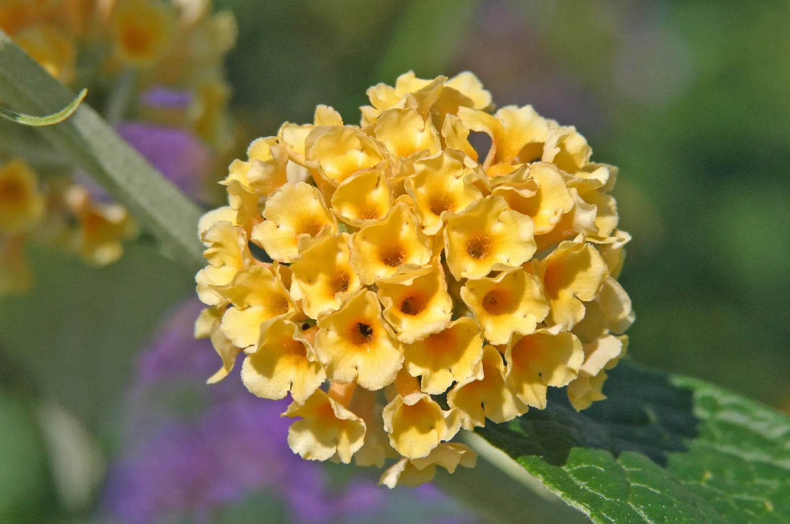 Yellow Lantana (Lantana 'Yellow') — It attracts butterflies and is drought-tolerant once established