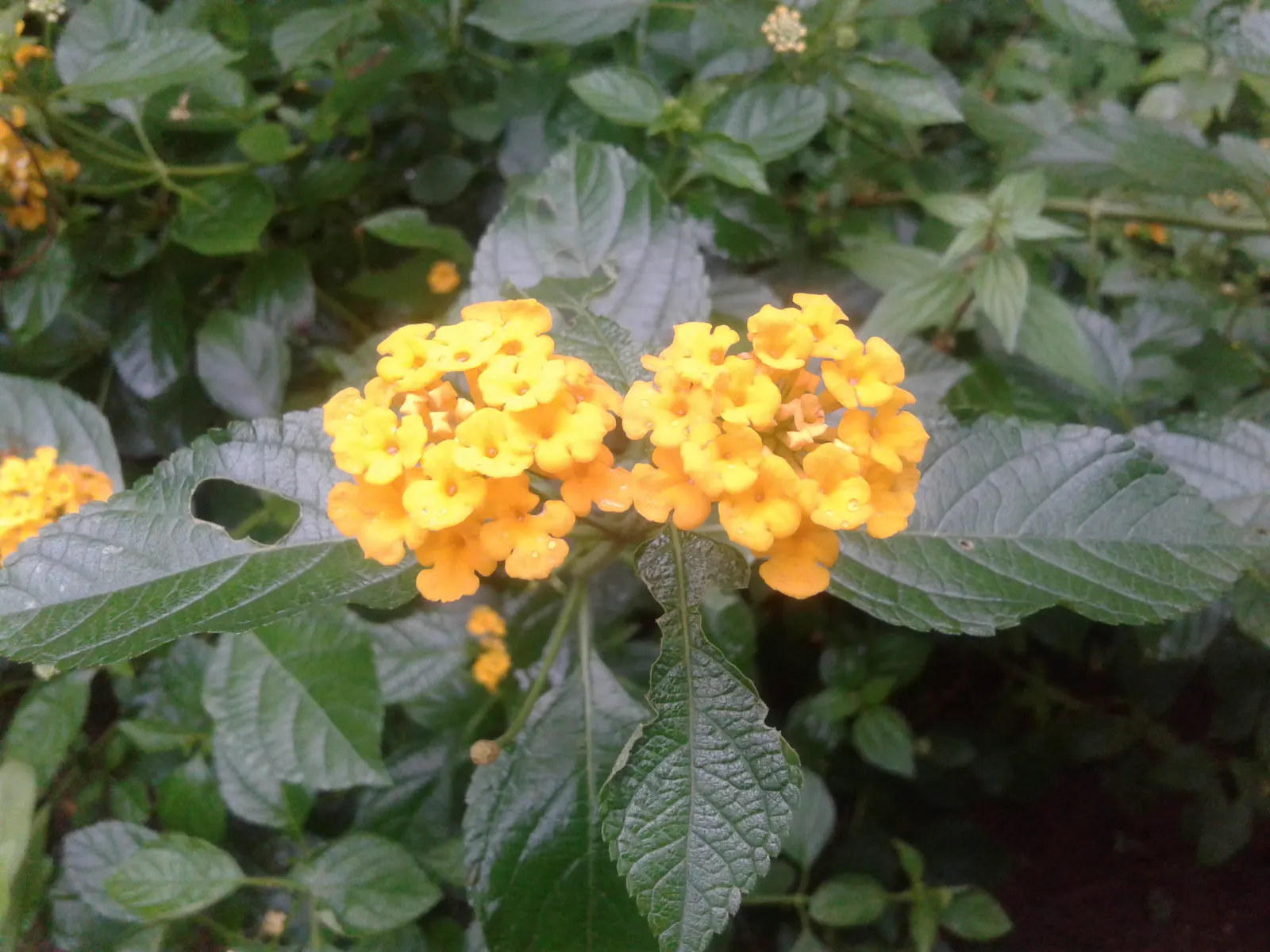 Yellow Lantana (Lantana 'Yellow') — It's worth noting that Lantana leaves are fragrant when crushed and the plant is toxic if ingested
