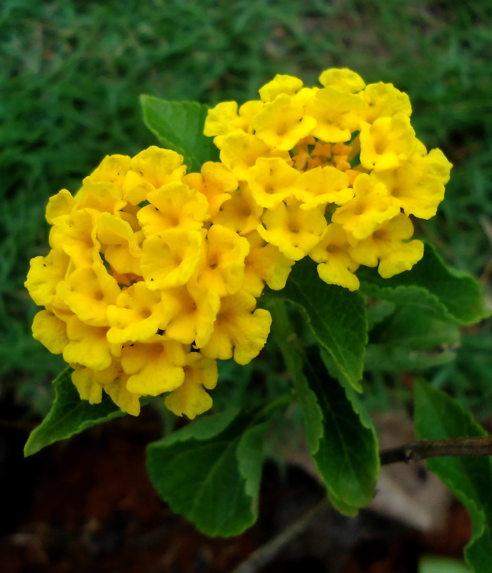 Yellow Lantana (Lantana 'Yellow') — it thrives in USDA zones 8-11