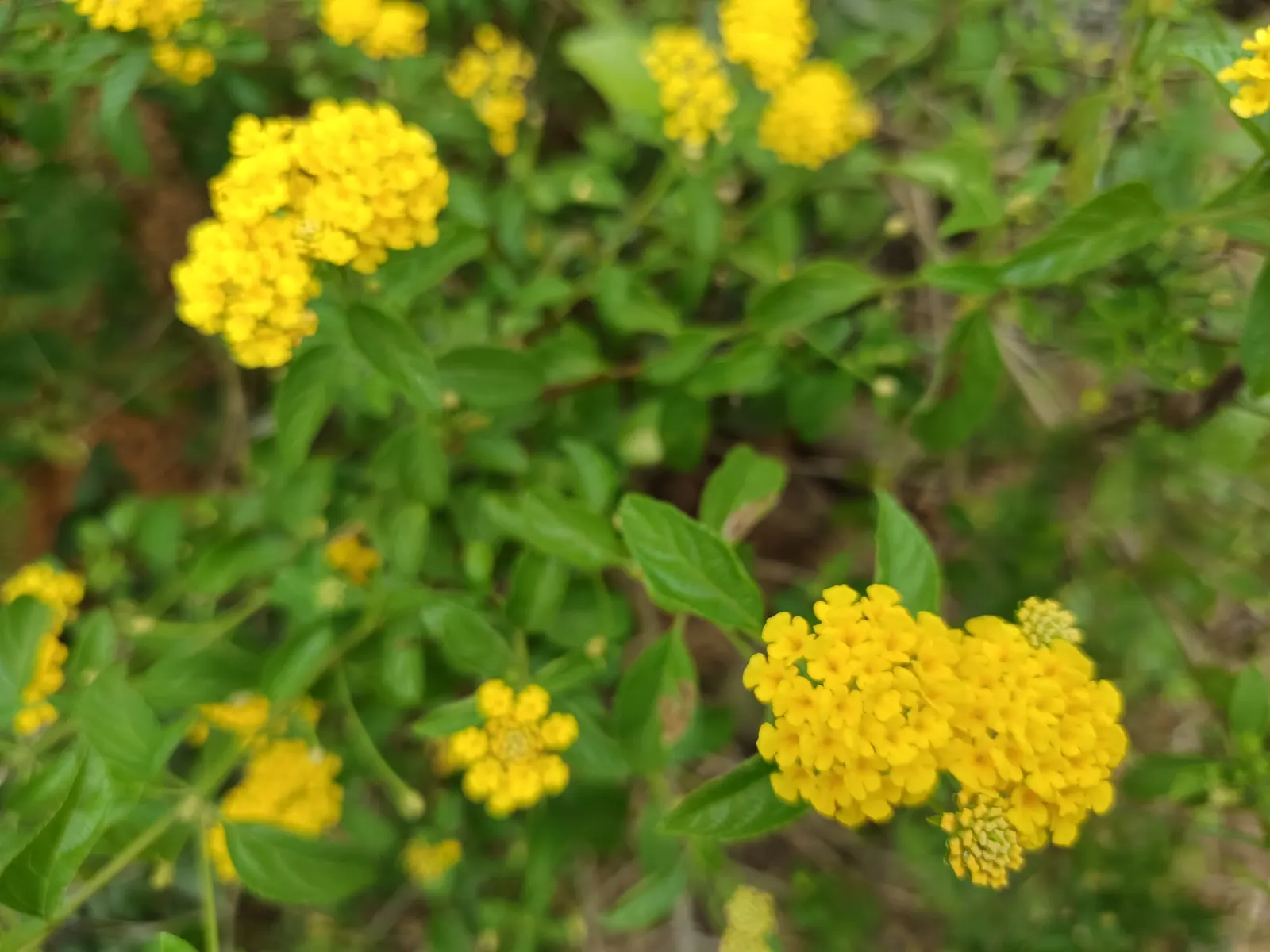 Yellow Lantana (Lantana 'Yellow') — but it flourishes best in well-drained soil with full sun exposure