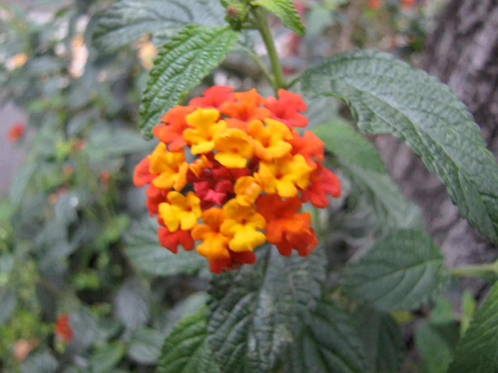 Yellow Lantana (Lantana 'Yellow') — Grown widely for its ease of care and generous color