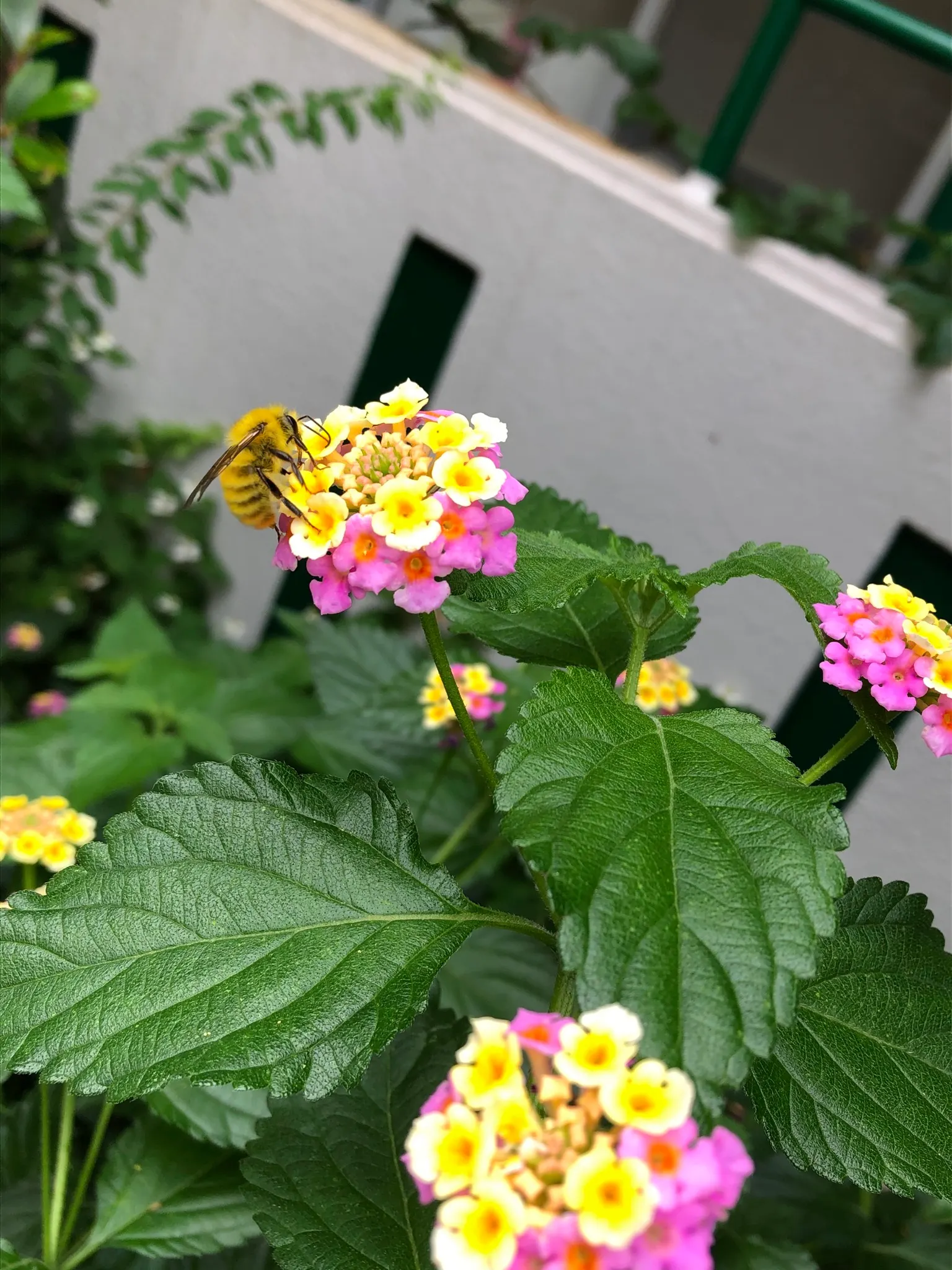 Yellow Lantana (Lantana 'Yellow') — So, for a fuss-free yet dazzling garden addition, the Lantana 'Yellow' is an outstanding selection